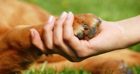 В Украине могут запретить содержать животных на привязи без выгула и ввести новые жесткие правила ухода. ВР приняла законопроект