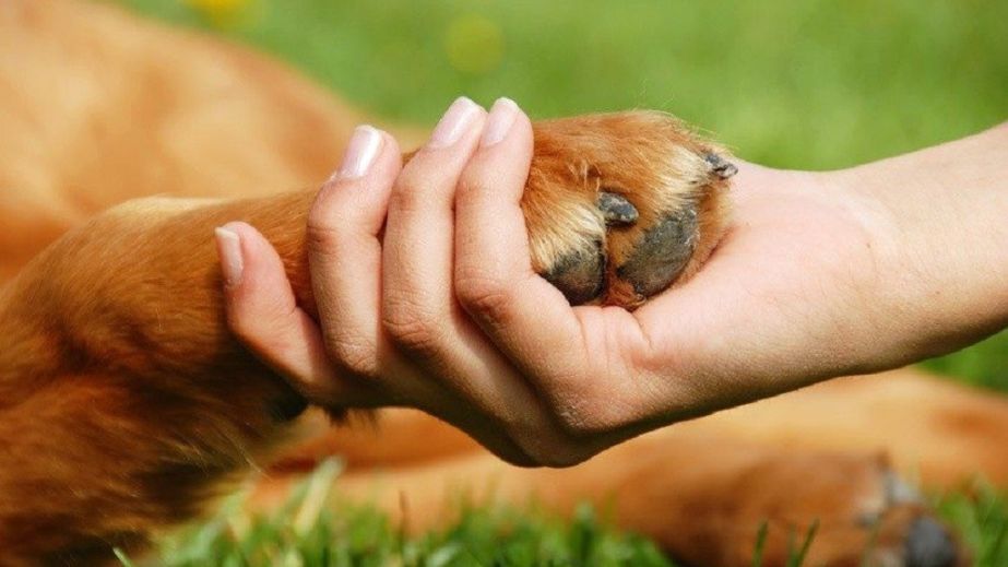 В Україні можуть заборонити тримати тварин на привʼязі без вигулу та запровадити нові жорсткі правила догляду. Наслідки для області