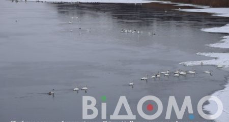 Пташиний острів у Кам&rsquo;янському: як під час сильних морозів пернаті рятуються на Дніпрі (ФОТО)