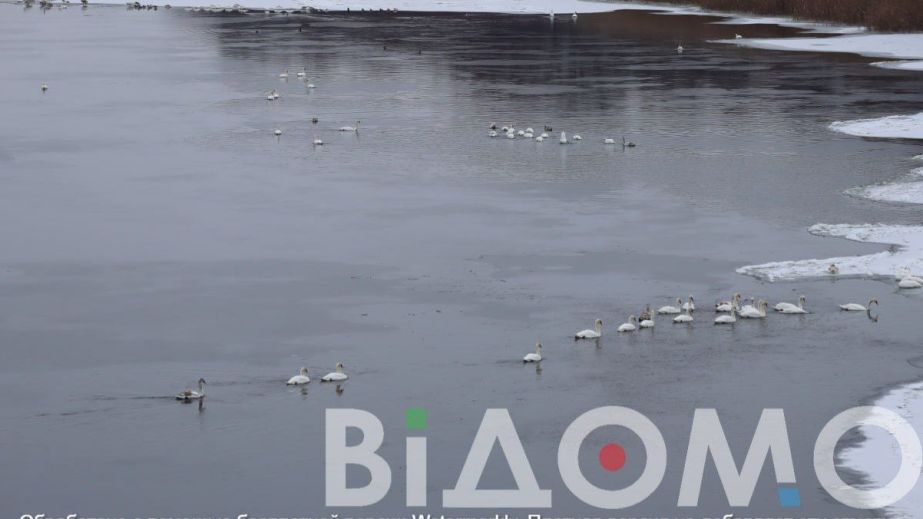 Пташиний острів у Кам&rsquo;янському: як під час сильних морозів пернаті рятуються на Дніпрі (ФОТО)