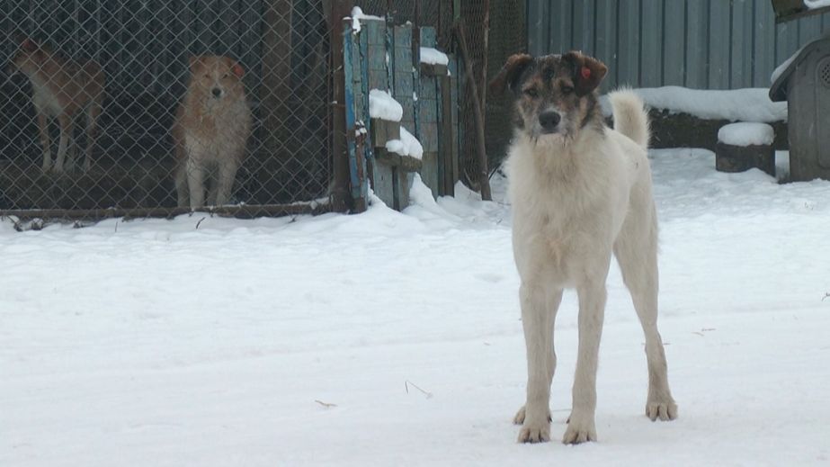 В днепровском приюте для животных критическая ситуация: волонтеры просят помощи