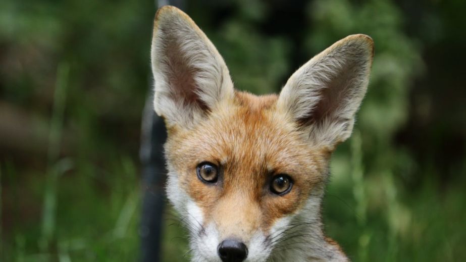 У Кривому Розі "у гості" до борсука завітала лисиця (ВІДЕО)