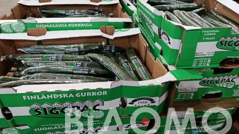 Дніпропетровщина може залишитися без ранніх тепличних овочів: що відбувається з огірками та помідорами