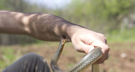 На Павлоградщині зростає кількість укусів змій