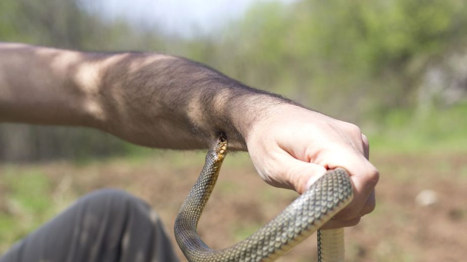 В Павлоградщине растет количество укусов змей