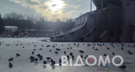 Диких качок у парку ...