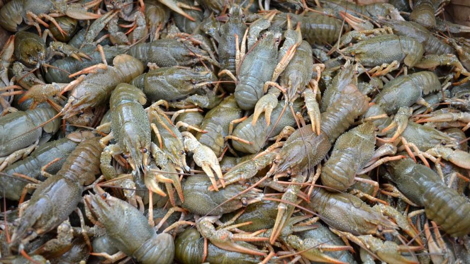 У Криворізькому районі браконьєри-аквалангісти наловили раків на 2,8 млн гривень (ФОТО)