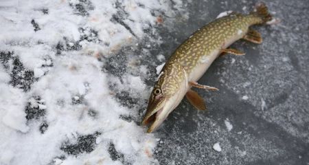 Более 1,2 млн грн убытков: на Днепропетровщине за месяц разоблачили сотни рыбаков-нарушителей