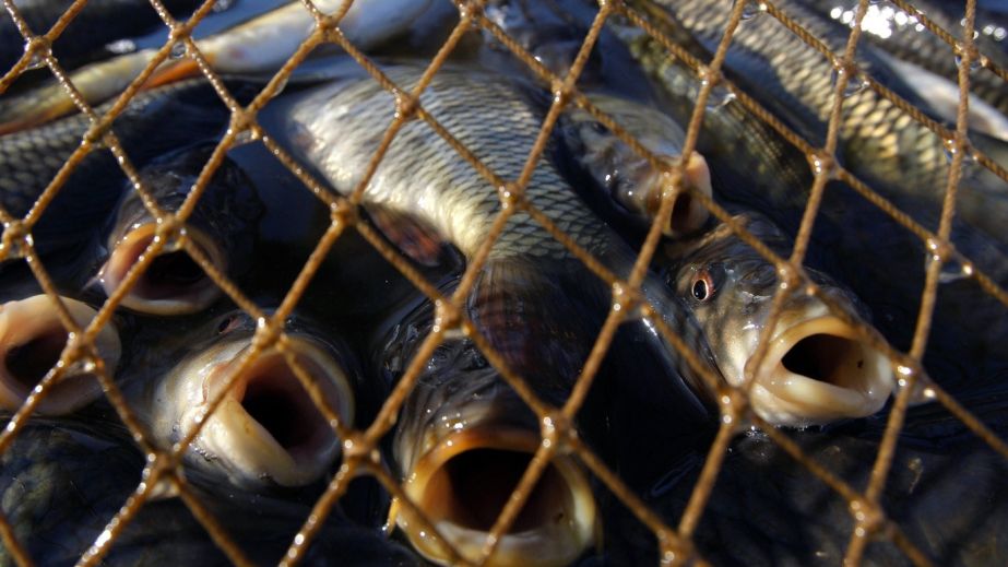 В Каменском браконьер наловил сетками рыбы на 140 тысяч гривен (ФОТО)