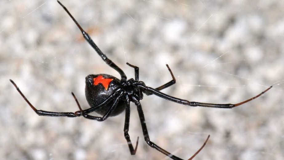 В Днепропетровской области активизировались ядовитые пауки