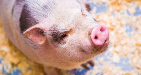 У Кривому Розі посер...