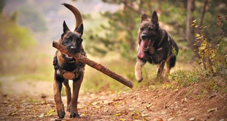 У Кривому Розі вівча...