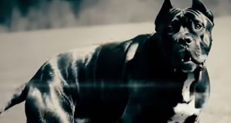 В Днепре застрелили собаку, напавшую на ребенка