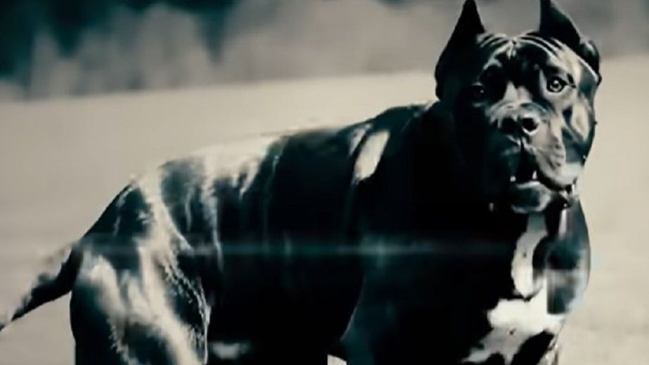 В Днепре застрелили собаку, напавшую на ребенка