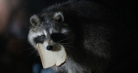 В Павлограде разыски...