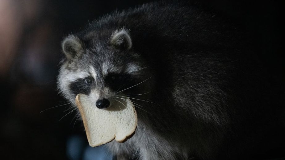 У Павлограді розшукують єнота-втікача (ВІДЕО)