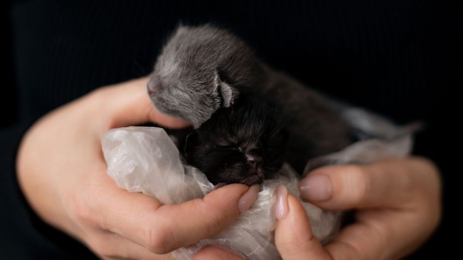 Положили в пакет с мусором и прикрыли досками: в Кривом Роге выбросили новорожденных котят (ФОТО)