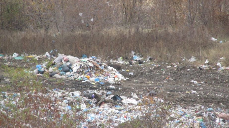 У лісосмузі під Дніпром виявили стихійне сміттєзвалище