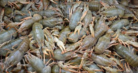 В Криворожском район...