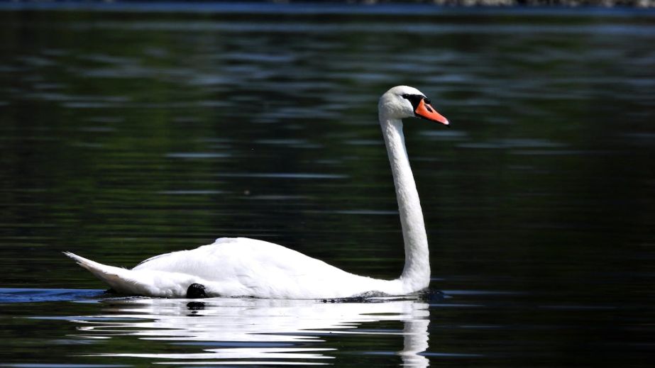 В Днепре на Монастырском острове заметили раненого лебедя (ФОТО)