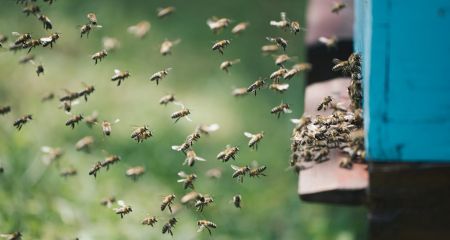 Фермерам Днепропетровщины объяснили, как защитить пчел во время защитной обработки растений
