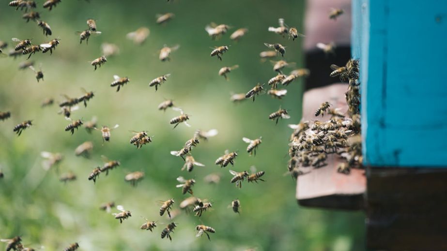 Фермерам Дніпропетровщини пояснили, як захистити бджіл під час захисної обробки рослин
