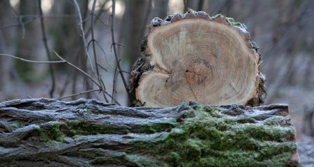 На Дніпропетровщині з лісгоспу на користь громади стягнули понад 1 млн гривень