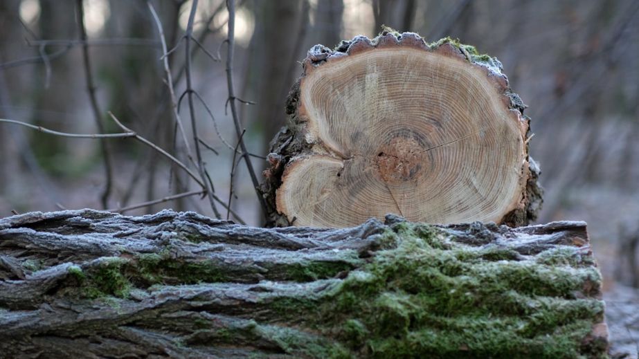 На Дніпропетровщині з лісгоспу на користь громади стягнули понад 1 млн гривень