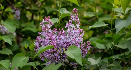 Пасмурно и дождливо: какой будет погода в Днепре и области 23 апреля