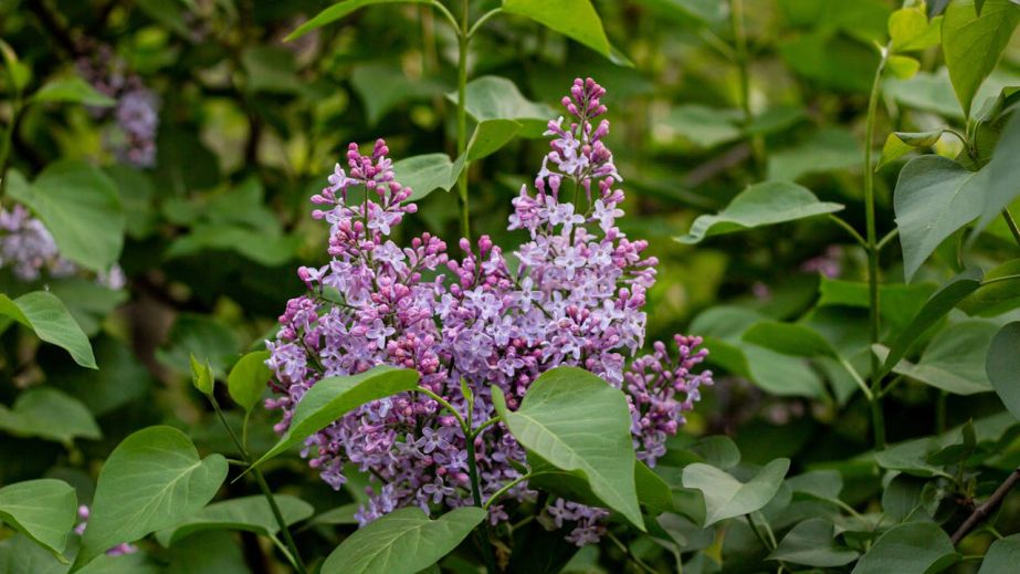 Хмарно та дощ: якою буде погода у Дніпрі та області 23 квітня