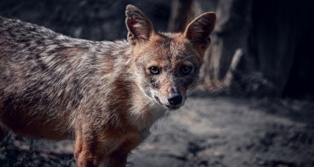 До Криворізького району стали частіше навідуватися шакали: чому це тривожний сигнал (ВІДЕО)