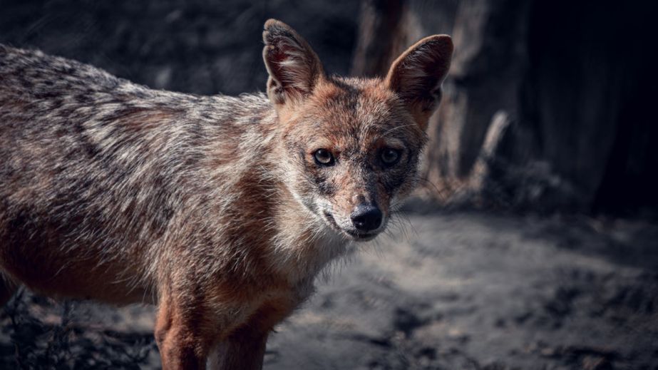 В Криворожский район стали чаще наведываться шакалы: почему это тревожный сигнал (ВИДЕО)