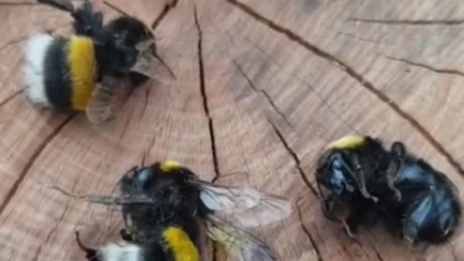 В Днепровском районе массово погибли шмели и ящерицы