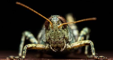 На Дніпропетровщині через нашестя сарани запровадили особливий режим захисту рослин