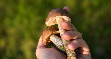 В Кривом Роге девятиклассник отравился грибами, собранными в посадке