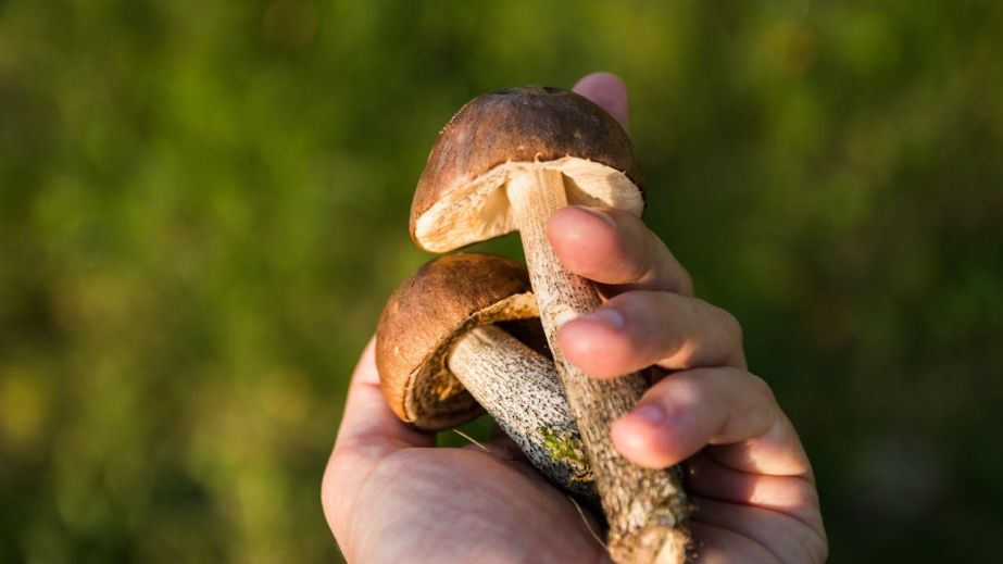 В Кривом Роге девятиклассник отравился грибами, собранными в посадке