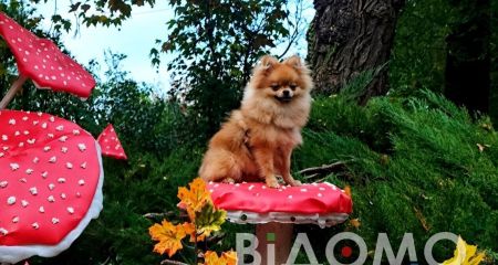 Грибной лес посреди ...