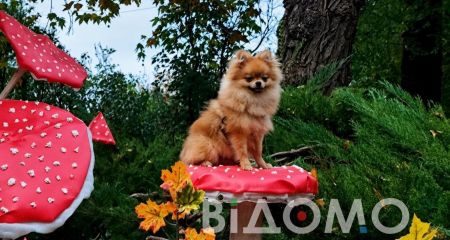 Грибной лес посреди ...
