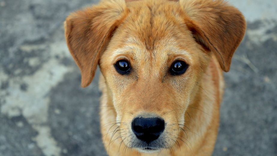 В Днепре неизвестные облили машинным маслом тренажеры для собак