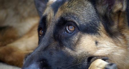На Дніпропетровщині рятують собаку, яку знесиленою викинули у річку (ФОТО)