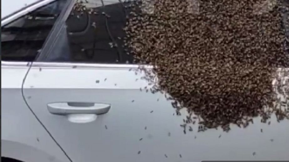 У Дніпрі вулик впав з дерева на автомобіль, бджоли обліпили машину (ВІДЕО)