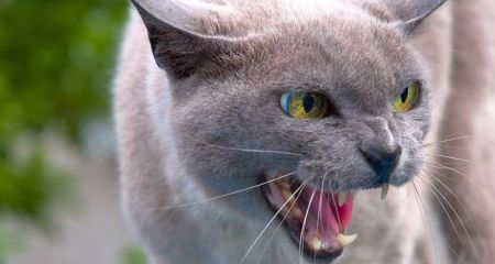 На Дніпропетровщині проведуть імунізацію м’ясоїдних тварин від сказу