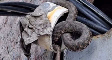 В Днепре змея поселилась в электрощитовой дома (ВИДЕО)