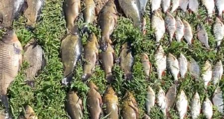 В Новомосковске браконьер утопил сетку при задержании после отлова 24 кг рыбы