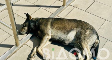 У Дніпрі рятують собаку, якого збив автомобіль та покинув помирати (ФОТО)