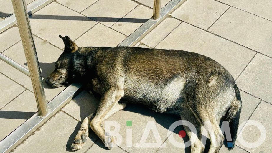 У Дніпрі рятують собаку, якого збив автомобіль та покинув помирати (ФОТО)