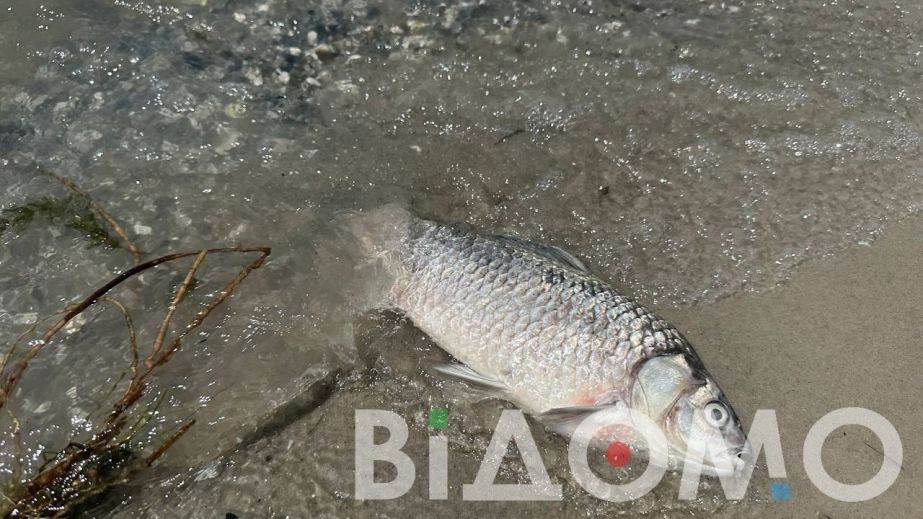 Річка Базавлук на Дніпропетровщині переповнена дохлою рибою (ВІДЕО)