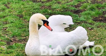 В Кривом Роге выходили и выпустили на свободу лебедя (ФОТО, ВИДЕО)