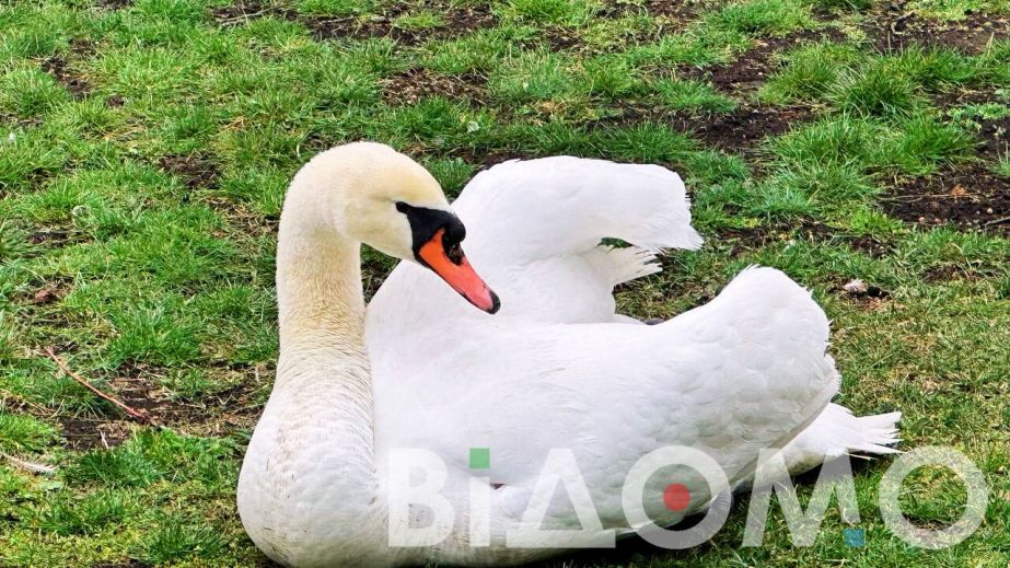 У Кривому Розі виходили та випустили на волю лебедя (ФОТО, ВІДЕО)