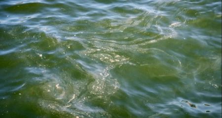 На Днепропетровщине в водоемах обнаружили бактерии, которые могут вызвать острое кишечное расстройство